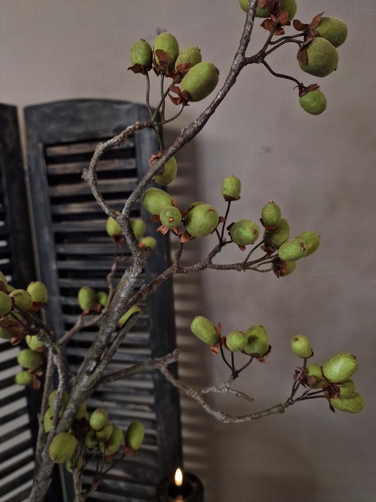 Brynxz Alnus grande ant green 92 cm.