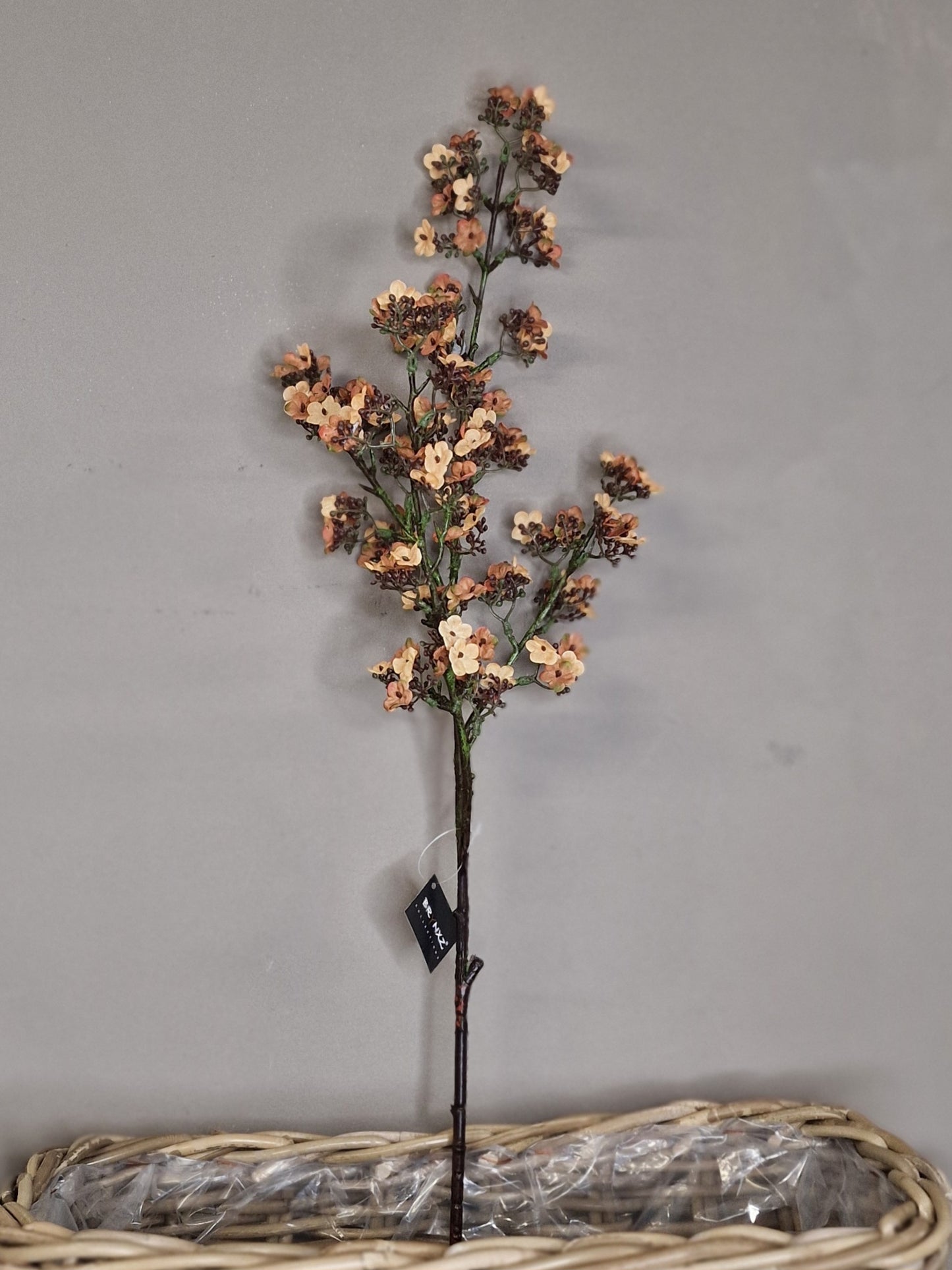 Brynxz Potentilla Apricot 102 cm