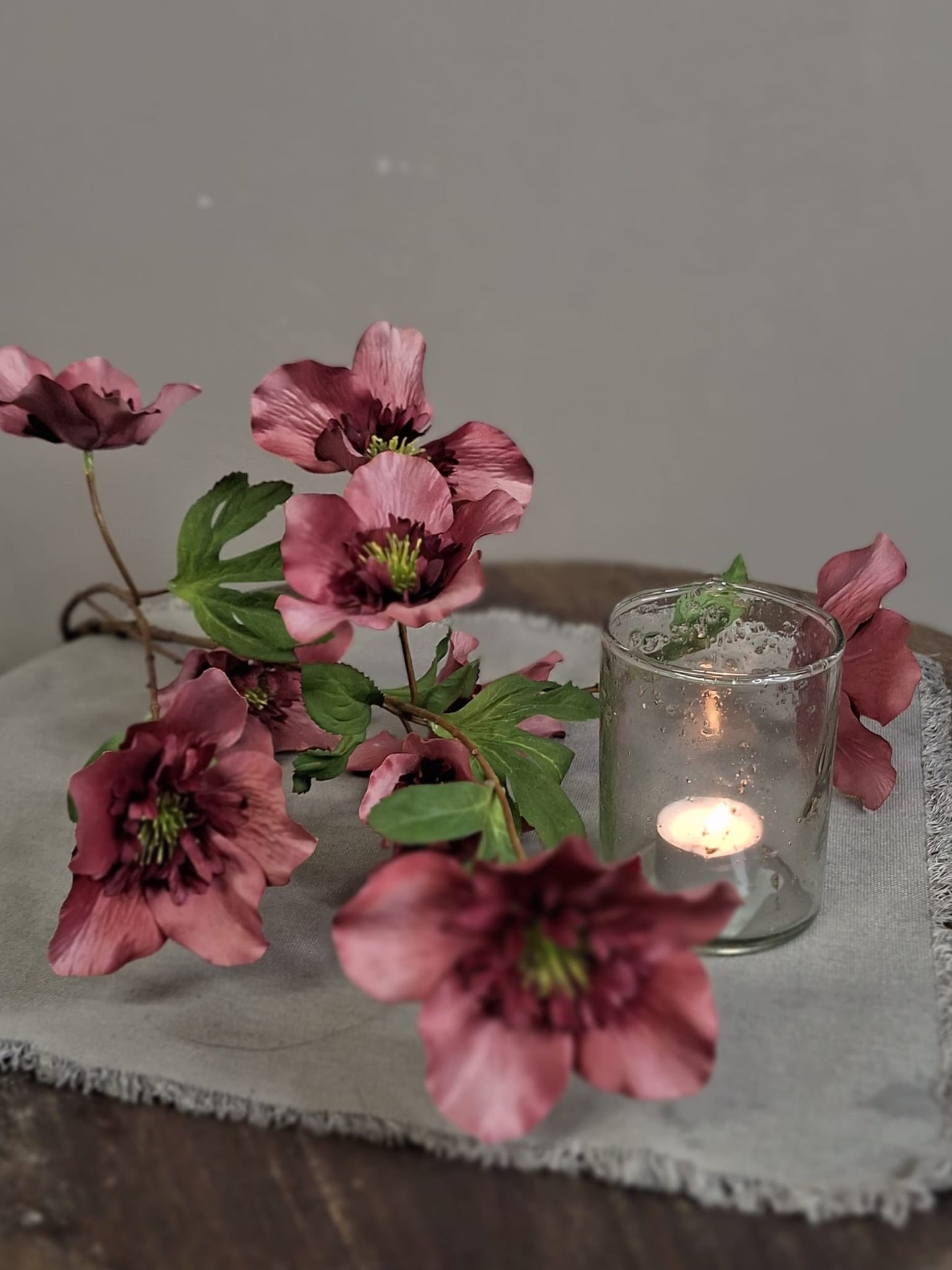 Helleborus 95cm - Massala
