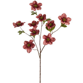 Helleborus 95cm - Massala