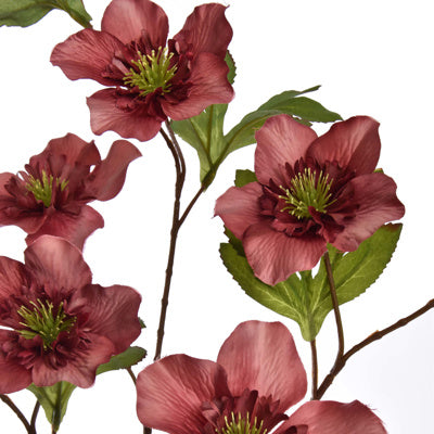 Helleborus 95cm - Massala