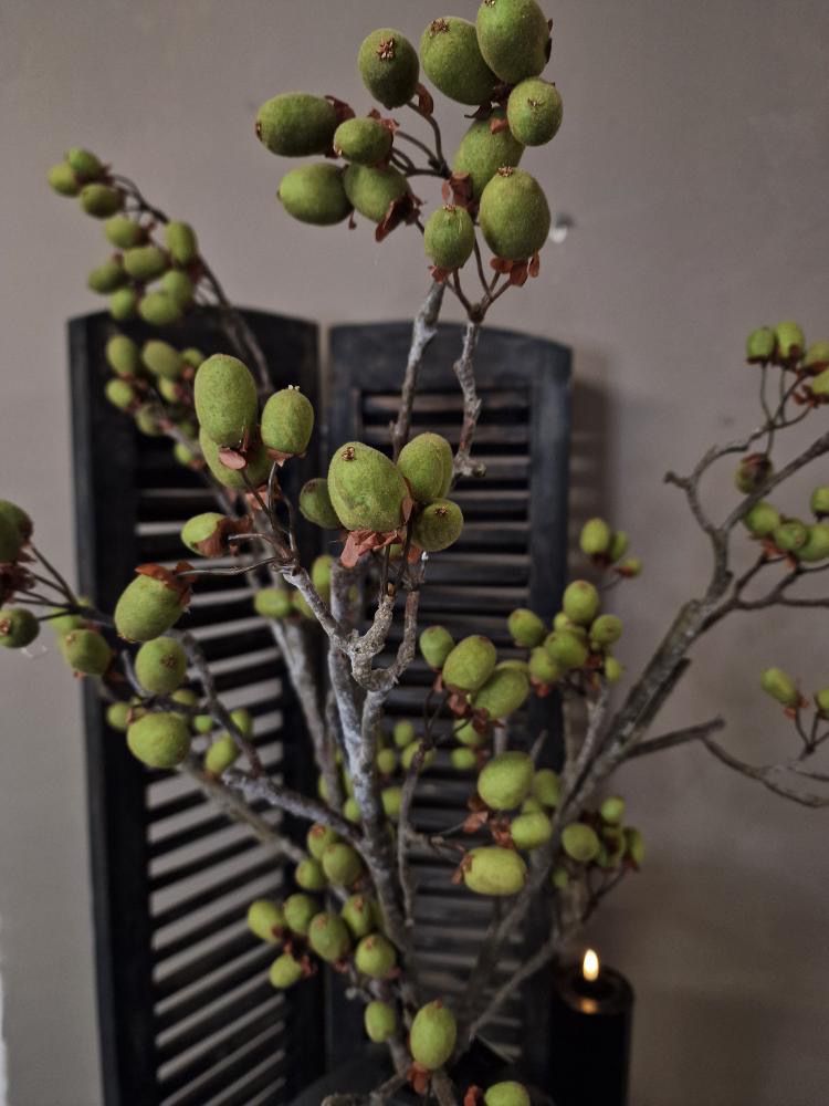 Brynxz Alnus grande ant green 92 cm.