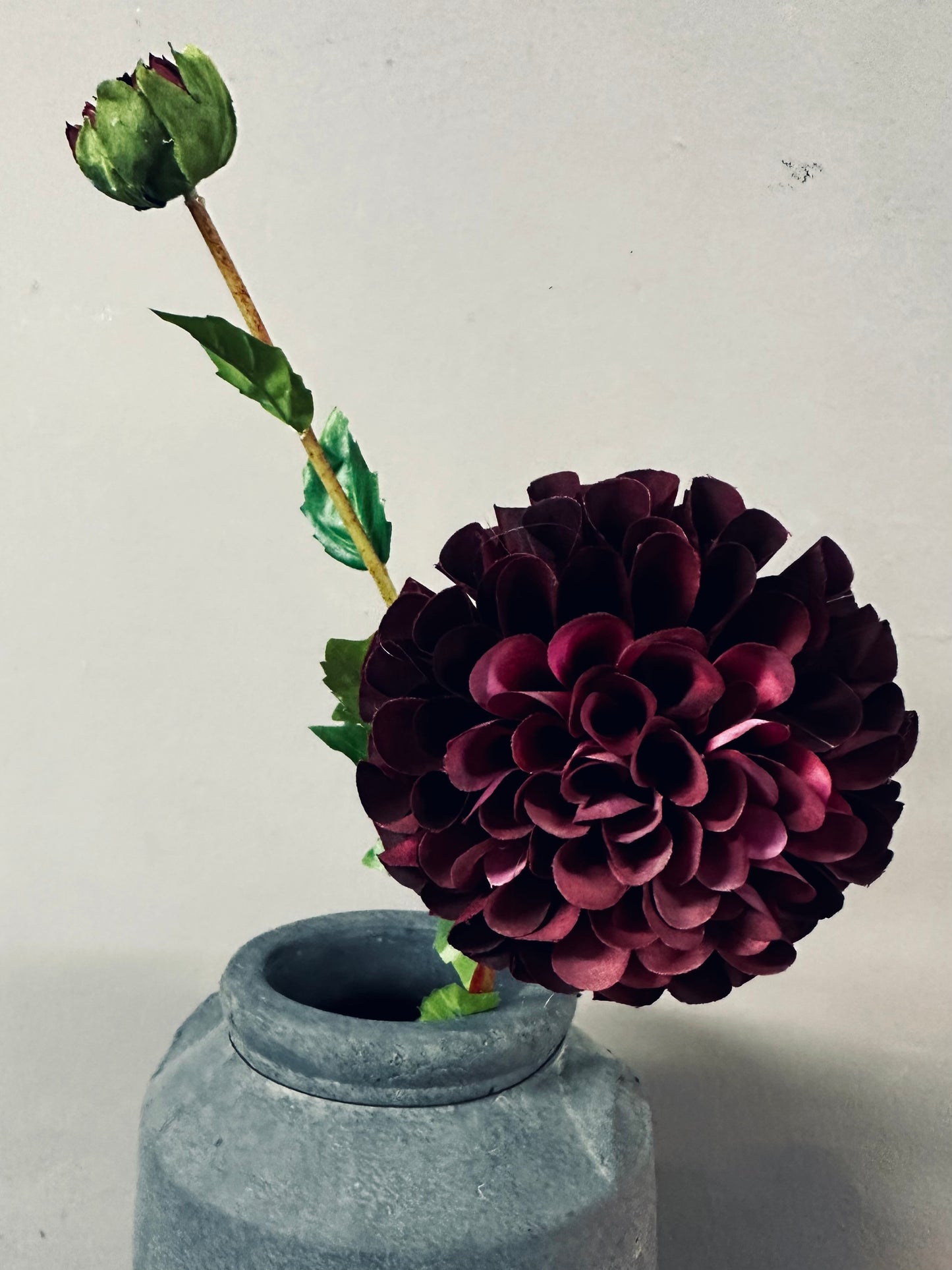 Brynxz Dahlia Claret - 80cm