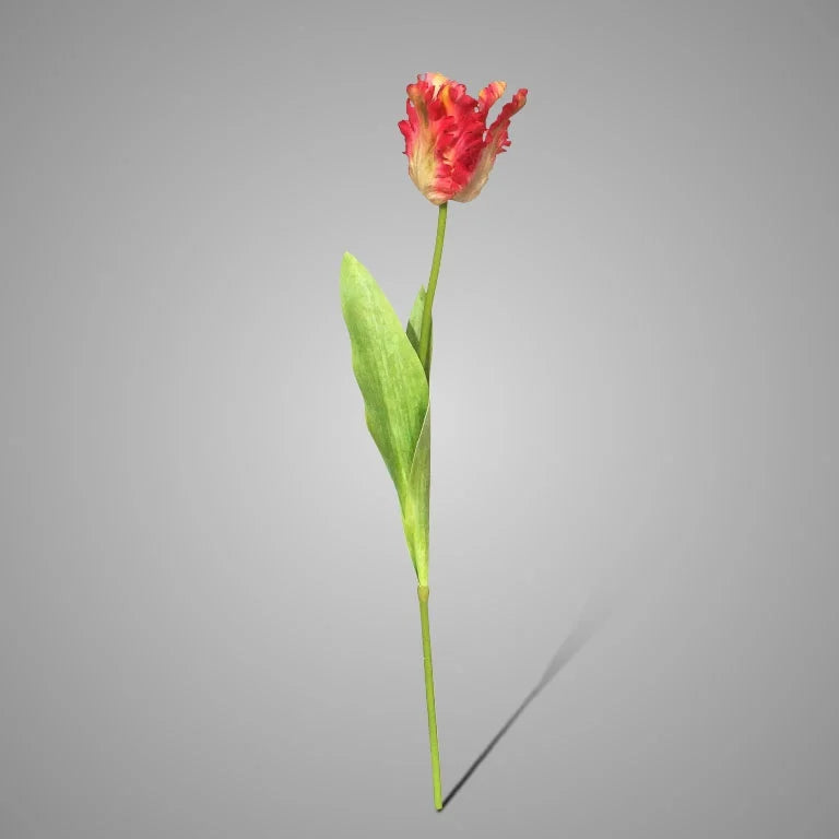 Parrot Tulip Exclusive Pink 70 cm