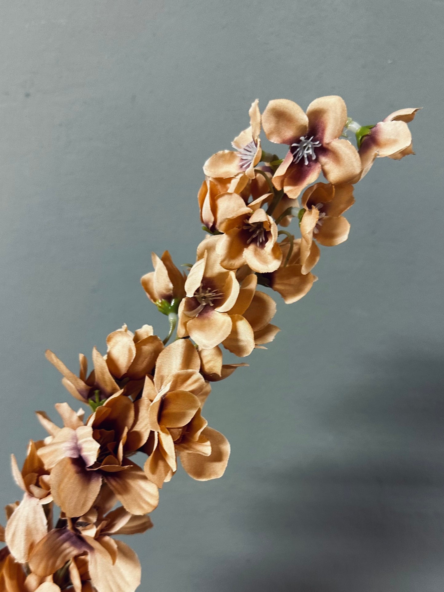 Brynxz Delphinium Orange - 90cm