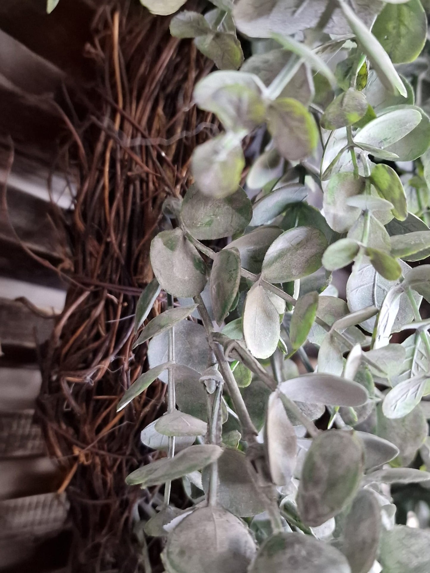 Eucalyptus krans - 50cm