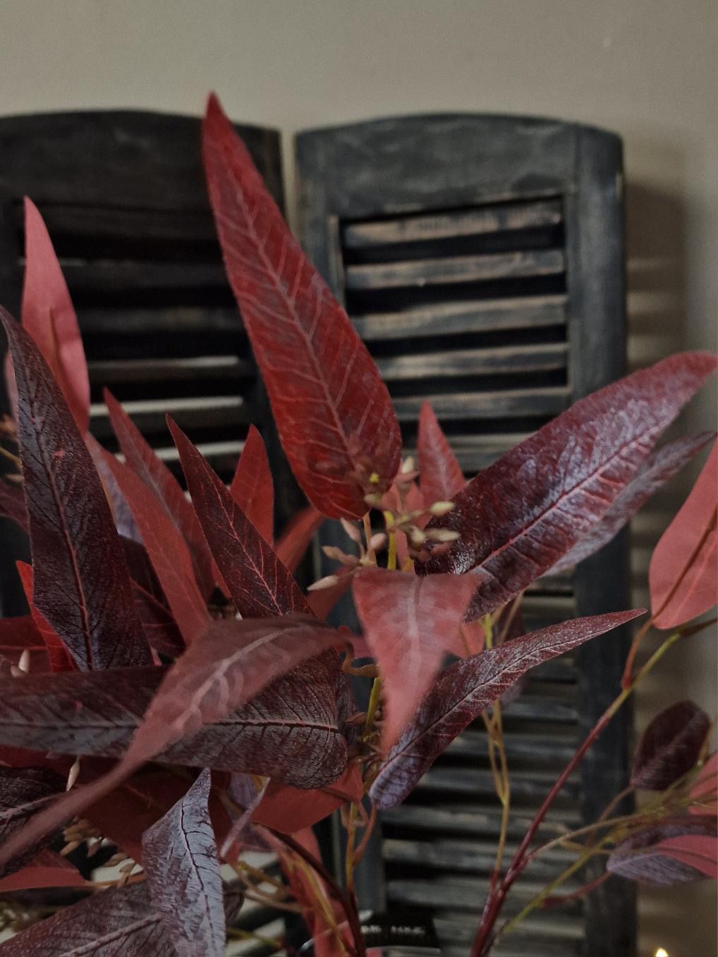 Brynxz Eucalyptus lancet red- 85 cm.