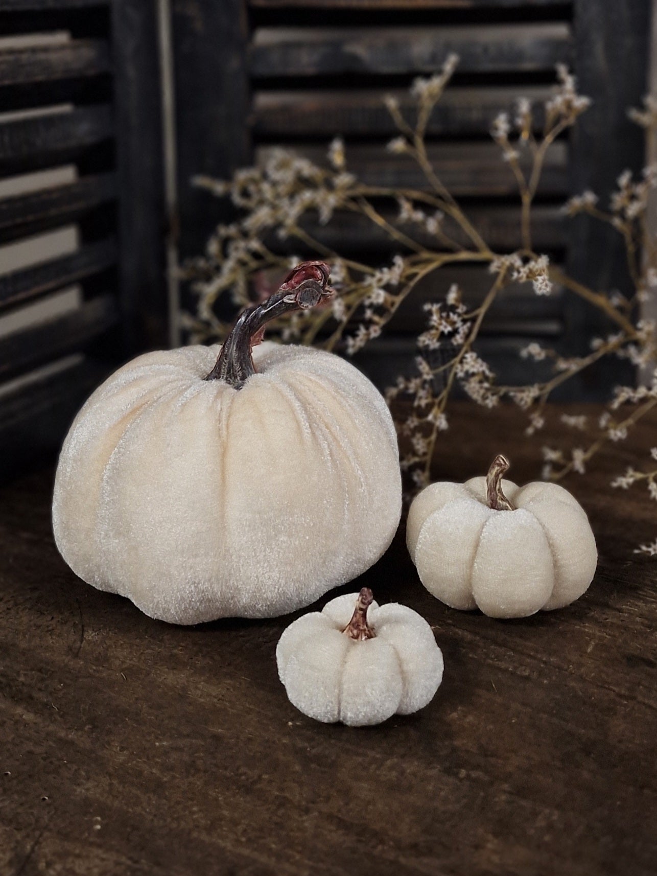 Velvet pompoenen 3 groottes- Creme