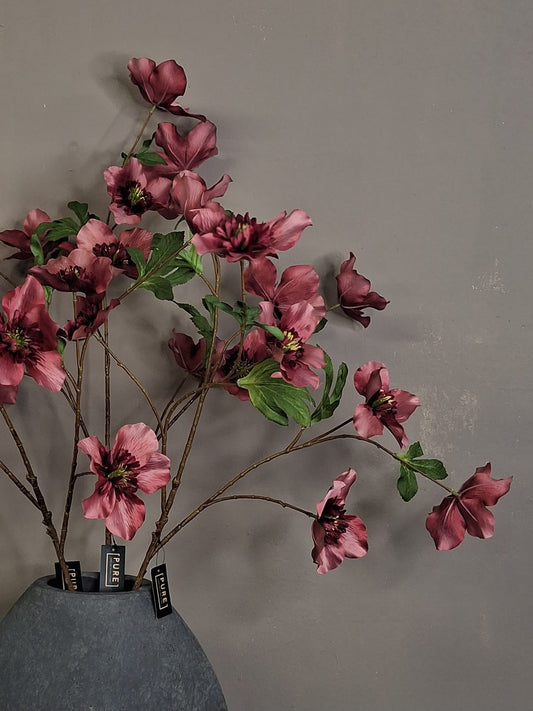 Helleborus 95cm - Massala
