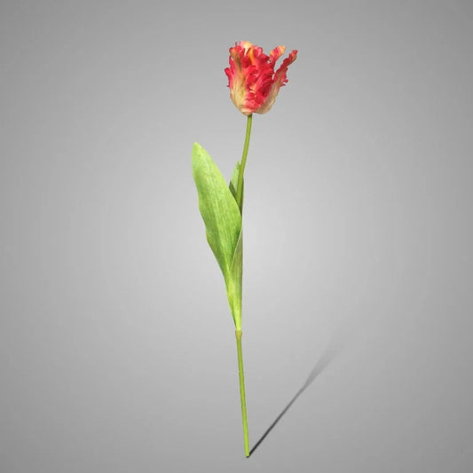 Parrot Tulip Exclusive Pink 70 cm