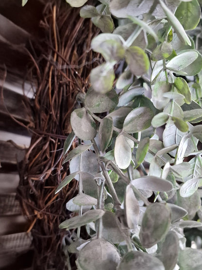 Eucalyptus krans - 50cm