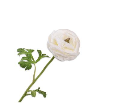 RANONKEL STEEL WIT - Silk-ka flowers