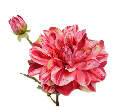 DAHLIA TAK PINK - Silk-ka flowers