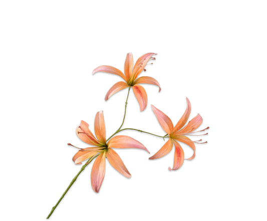LELIE STEEL PERZIK - Silk-ka flower